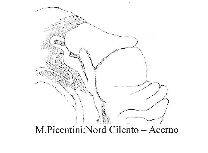 Cochlostoma montanum cassiniacum (Saint Simon in Paulucci)